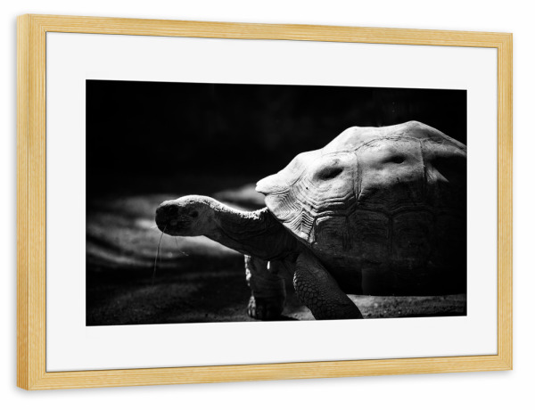 Poster mit Rahmen kiefer "Gepanzert" artboxONE - Tiere,Schwarzweiß - Schildkröte,Panzer,Testudinata,Landschildkröten,Tortoise,Turtle