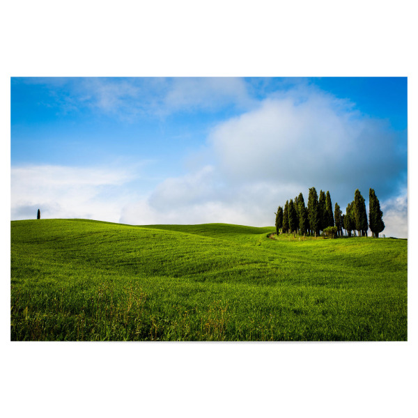 Poster 30x20 cm "The cypress" artboxONE - Natur - Natur,Wiese,Himmel,Sonnenschein,Natur