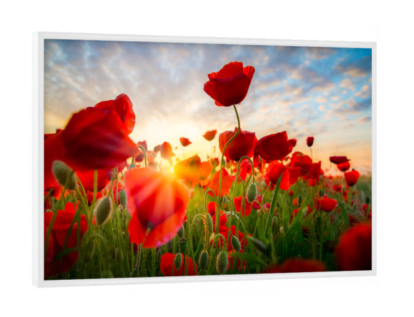 Poster mit weißem Rahmen "Poppies sky" artboxONE - Natur,Floral - Poppies,Poppy,Mohnblume,Blume,Blumenfeld,Sonnenschein,Blumenmeer,Natur,Nature