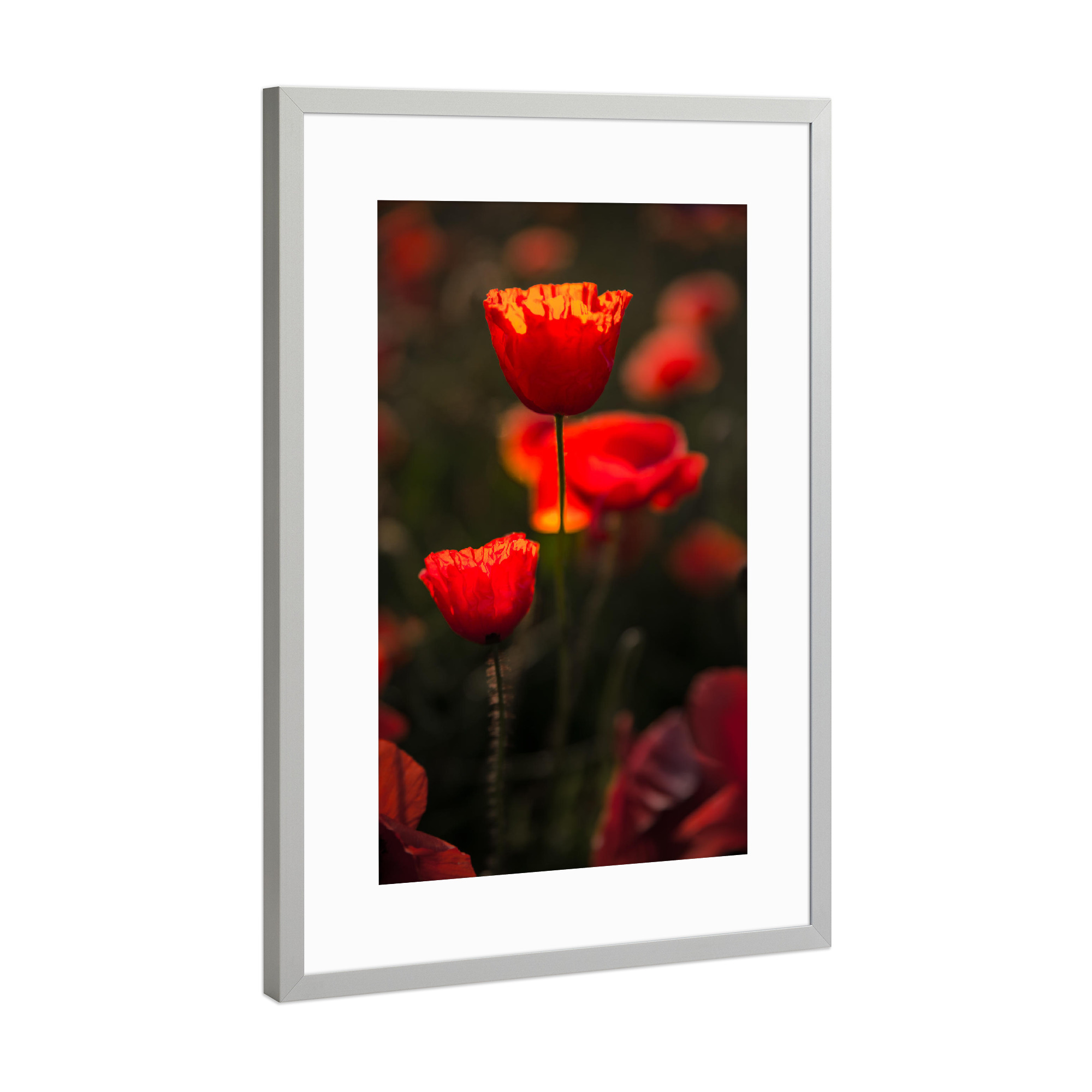 Poster mit Rahmen Silber "Poppy beauty" artboxONE - Natur,Floral - Poppies,Poppy,Mohnblume,Blume,Nature,Natur