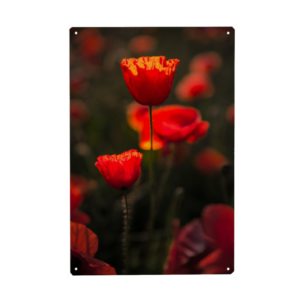 Metall Poster "Poppy beauty" artboxONE - Natur,Floral - Poppies,Poppy,Mohnblume,Blume,Nature,Natur - Blechschild