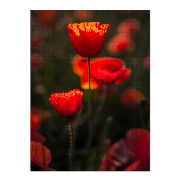 Puzzle Ravensburger "Poppy beauty" artboxONE - Natur,Floral - Poppies,Poppy,Mohnblume,Blume,Nature,Natur - Bild poppies
