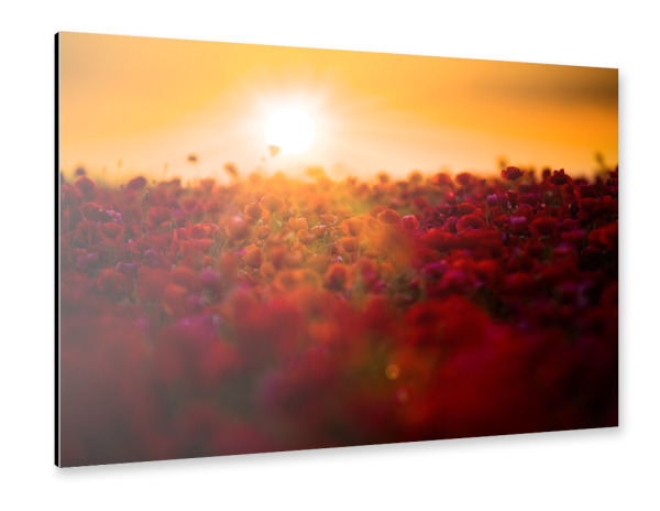 Alu-Dibond "Poppy sunries" 30x20 cm artboxONE