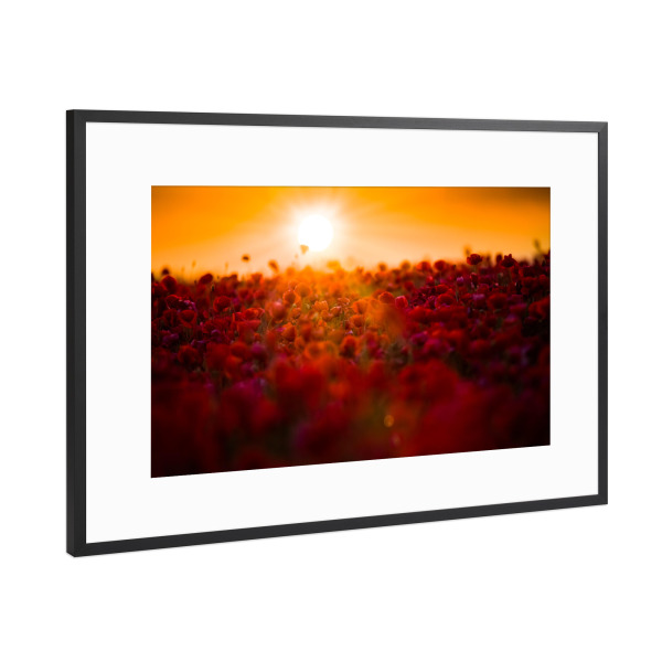 Poster mit Rahmen Schwarz (Metallic) "Poppy sunries" artboxONE - Natur,Floral - Mohnblumen,Mohnblume,Blume,Natur,Natur,Sonnenaufgang,Sonnenaufgang
