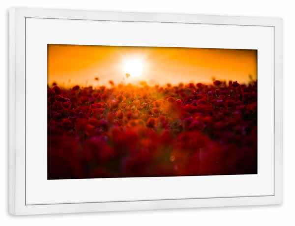 Poster mit Rahmen weiß "Poppy sunries" artboxONE - Natur,Floral - Mohnblumen,Mohnblume,Blume,Natur,Natur,Sonnenaufgang,Sonnenaufgang