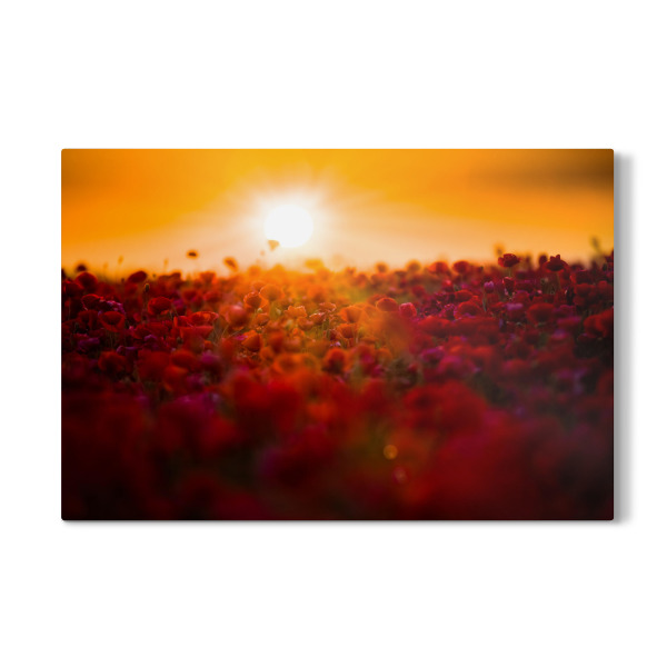 Galerie-Print "Poppy sunries" 30x20 cm artboxONE