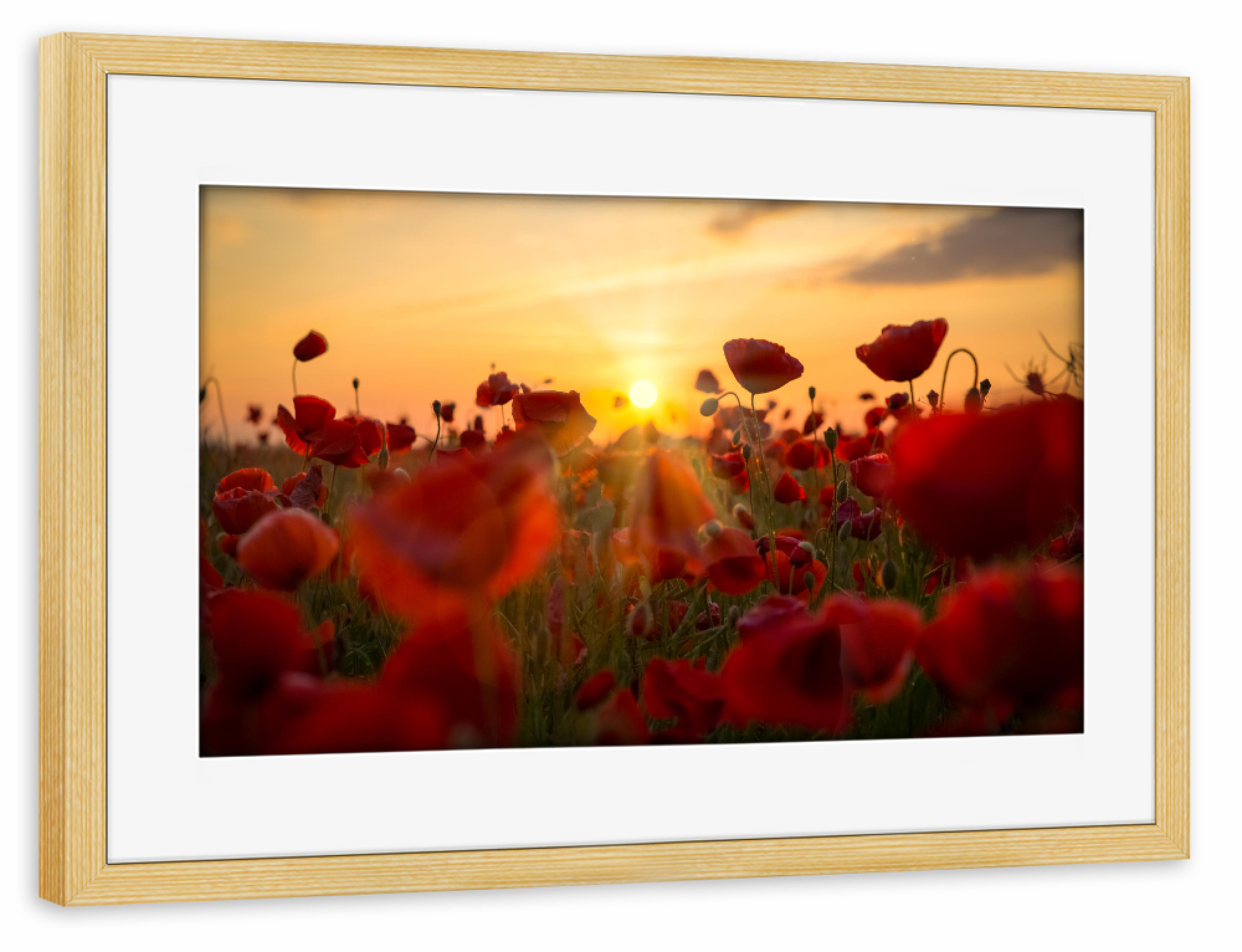 Poster mit Rahmen kiefer "In the poppies" artboxONE - Natur,Floral - Sonnenschein,Mohnblumen,Mohnblume,Mohnblume,Blumenfeld,Blume,Natur,Natur