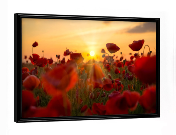 Poster mit schwarzem Rahmen "In the poppies" artboxONE - Natur,Floral - Sonnenschein,Mohnblumen,Mohnblume,Mohnblume,Blumenfeld,Blume,Natur,Natur