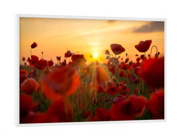 Poster mit weißem Rahmen "In the poppies" artboxONE - Natur,Floral - Sonnenschein,Mohnblumen,Mohnblume,Mohnblume,Blumenfeld,Blume,Natur,Natur