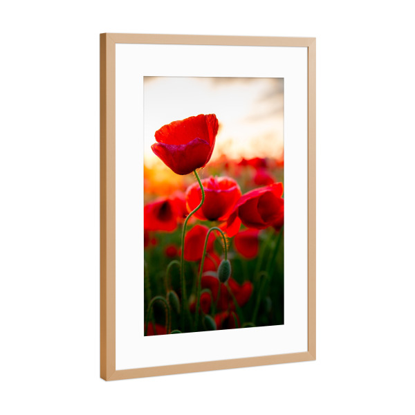 Poster mit Rahmen Kupfer "Poppy beauty II" artboxONE - Natur,Floral - Poppies,Poppy,Mohnblume,Blume,Nahaufnahme,Sonnenschein