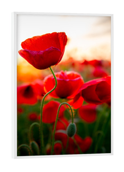 Poster mit weißem Rahmen "Poppy beauty II" artboxONE - Natur,Floral - Poppies,Poppy,Mohnblume,Blume,Nahaufnahme,Sonnenschein