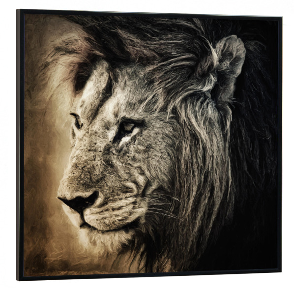 Poster mit schwarzem Rahmen 30x30 cm "Löwenportrait" artboxONE - Tiere,Reise / Afrika,Männer