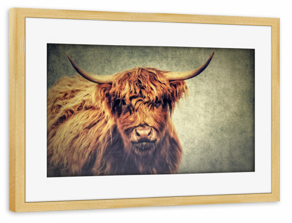 Poster mit Rahmen kiefer "Highland Cattle Vintage" artboxONE - Natur,Tiere