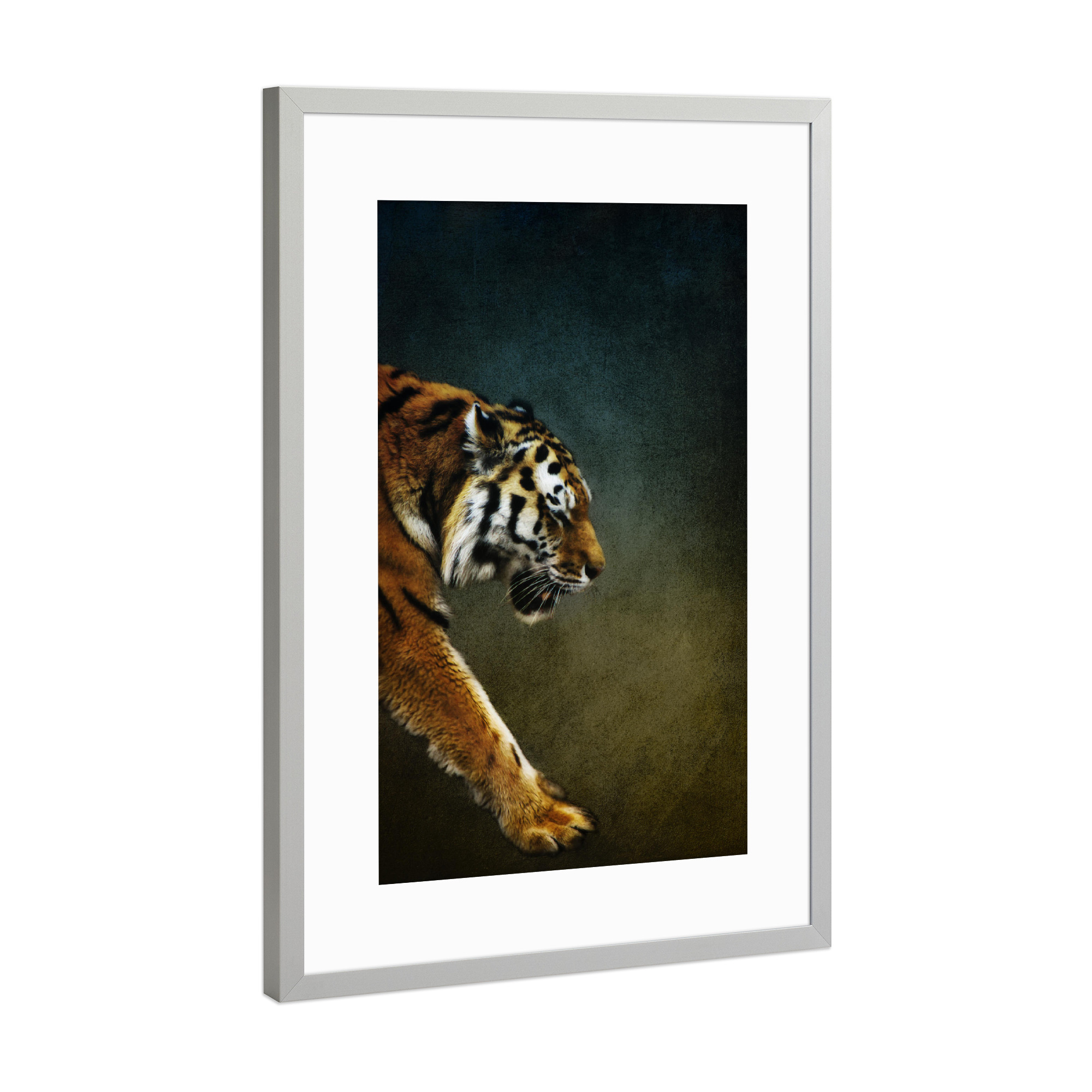Poster mit Rahmen Silber "Königstatze" artboxONE - Tiere,Männer