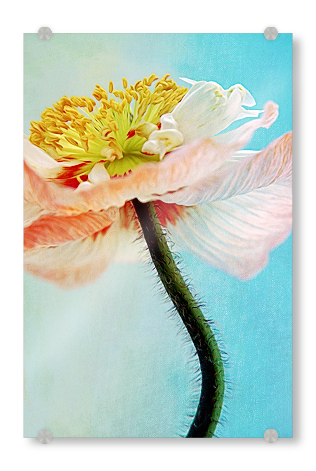 Acrylglasbild "Zarte Mohnblüte" artboxONE - Floral