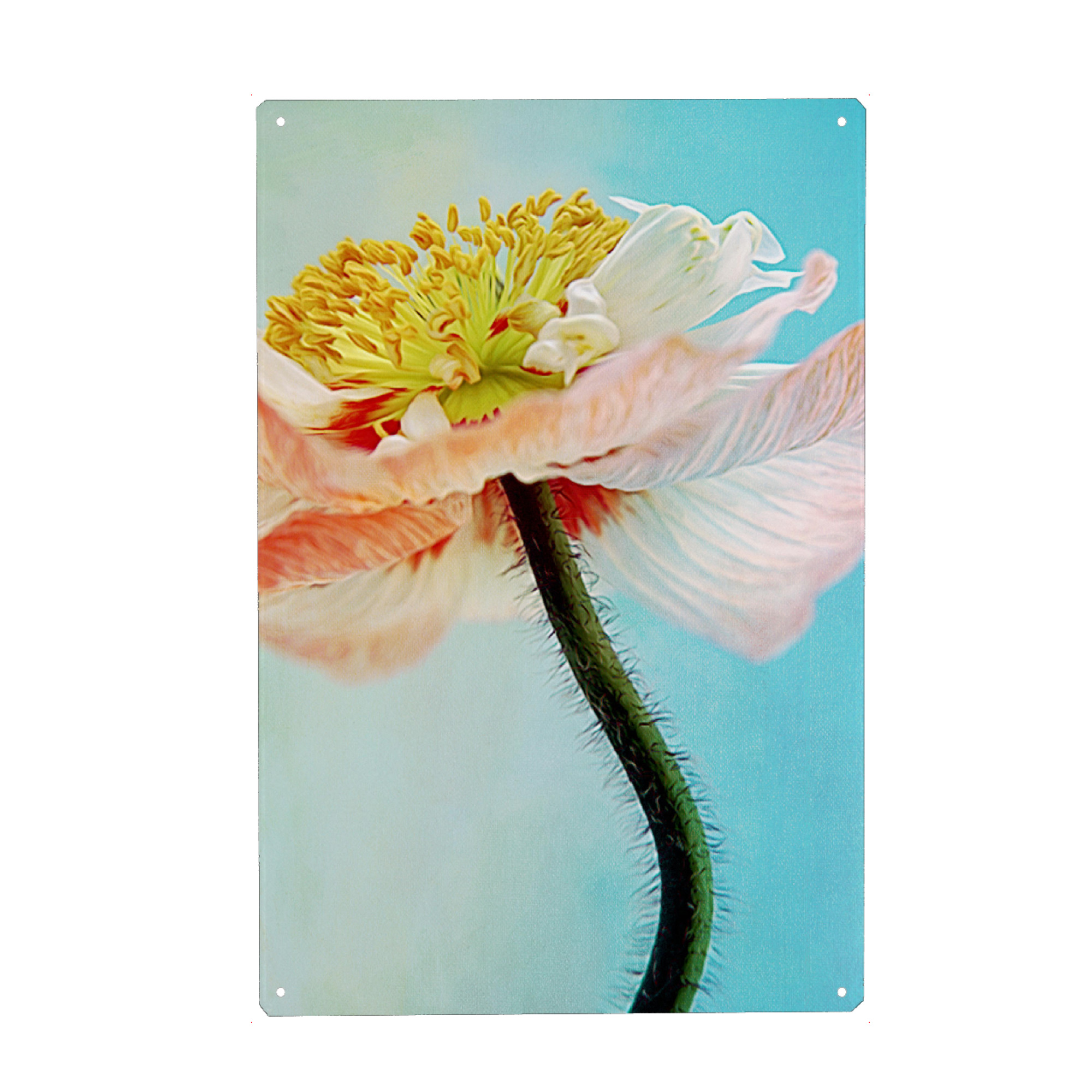 Metall Poster "Zarte Mohnblüte" artboxONE - Floral