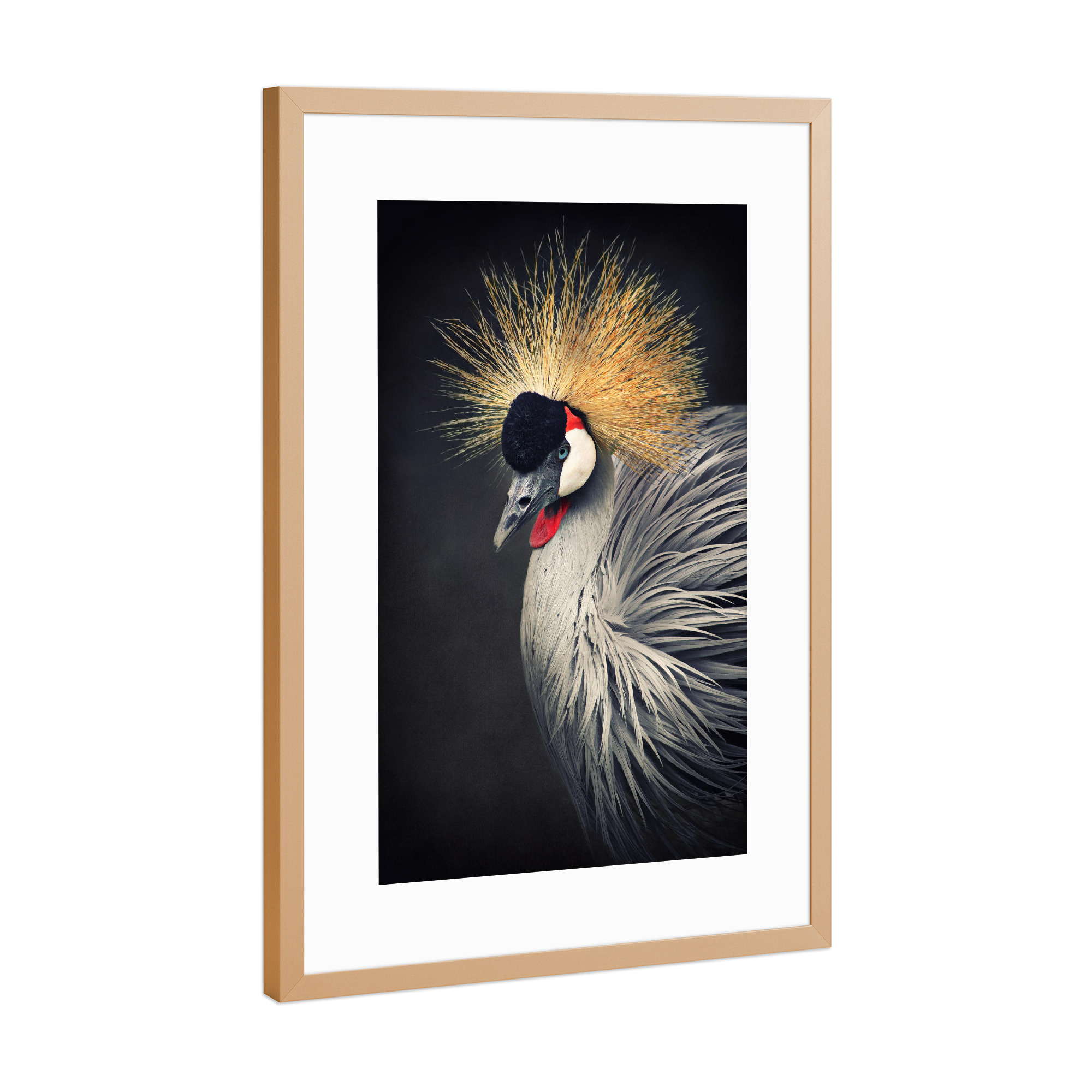 Poster mit Rahmen Kupfer "Kronenkranich Portrait" artboxONE - Tiere,Reise / Afrika