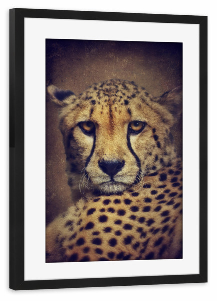 Poster mit Rahmen schwarz "Gepardinnen Portrait" artboxONE - Tiere,Reise / Afrika