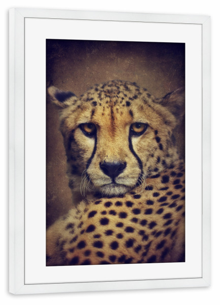 Poster mit Rahmen weiß "Gepardinnen Portrait" artboxONE - Tiere,Reise / Afrika