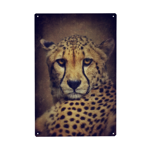 Metall Poster "Gepardinnen Portrait" artboxONE - Tiere,Reise / Afrika - Gepard,Gepardin,Raubtier,Raubkatze,Katze,Tierportrait,Wildes tier,Afrika