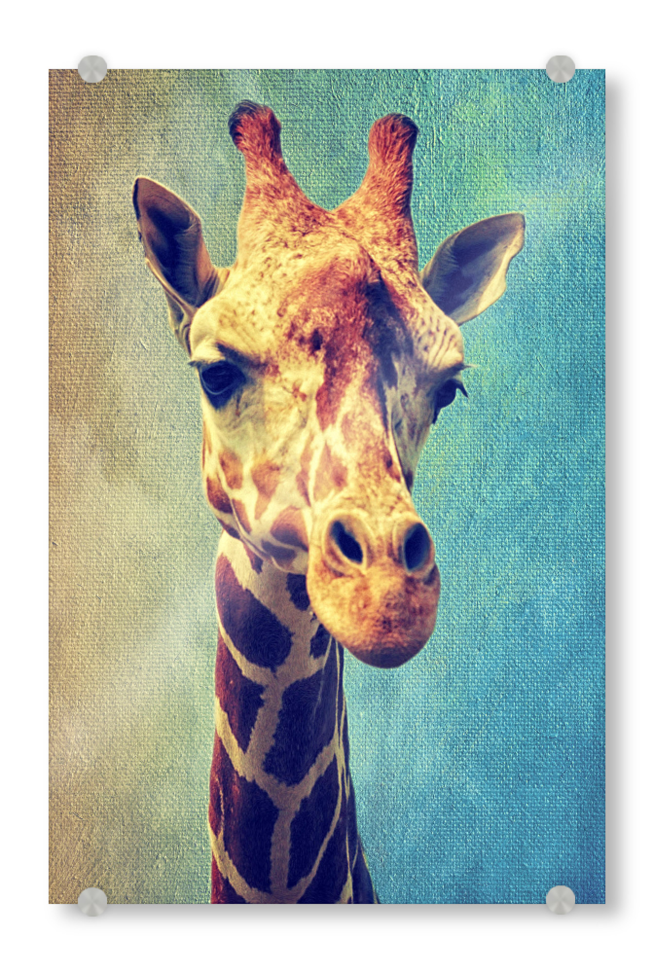 Acrylglasbild "Funny Giraffe" artboxONE - Für Kinder,Tiere,Fiktion - Zoo,Animal,Animal portrait,Giraffe,Africa