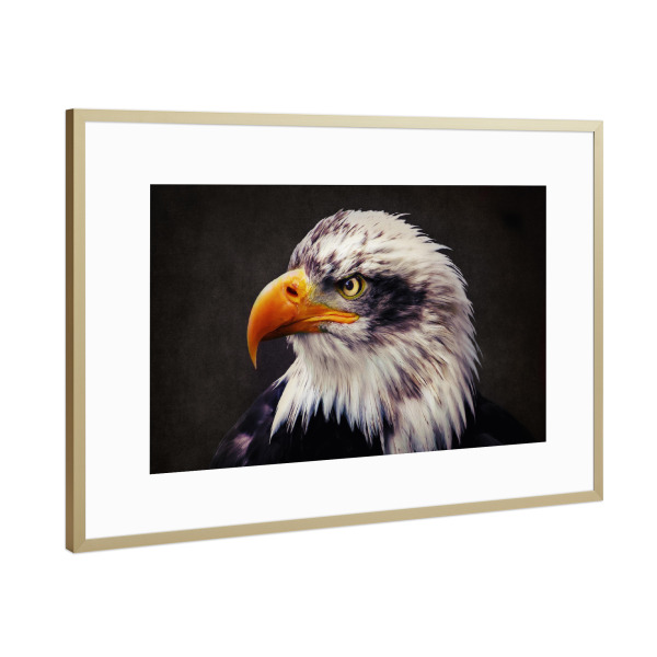Poster mit Rahmen Gold "Portrait eines Weißkopfseeadler" artboxONE - Tiere
