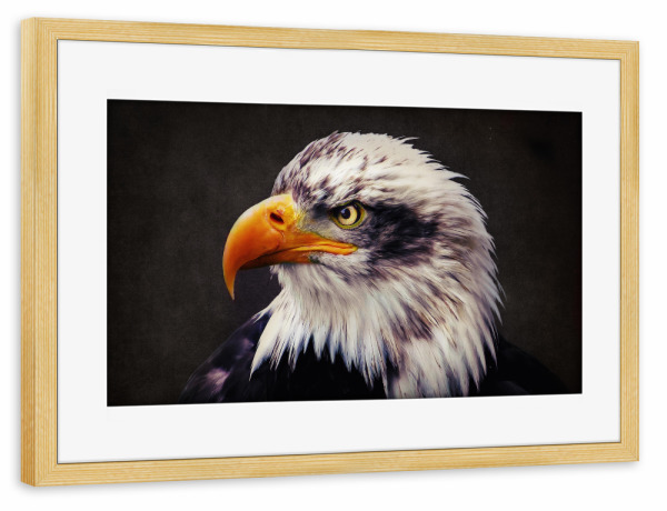 Poster mit Rahmen kiefer "Portrait eines Weißkopfseeadler" artboxONE - Tiere