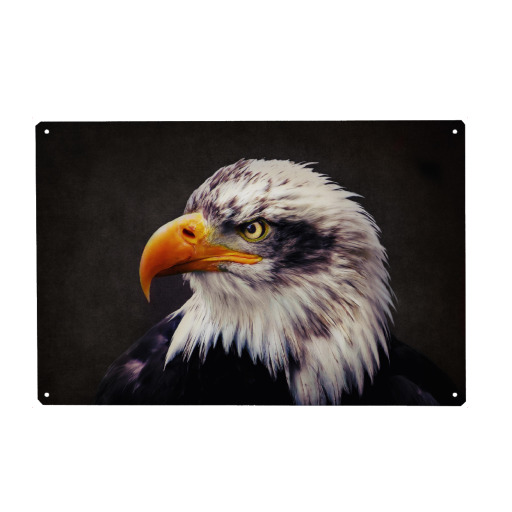 Portrait eines Weißkopfseeadler