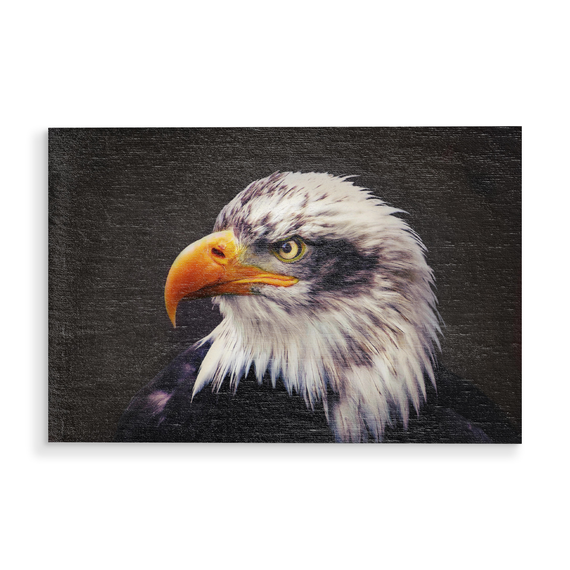 Holzbild "Portrait eines Weißkopfseeadler" artboxONE - Tiere