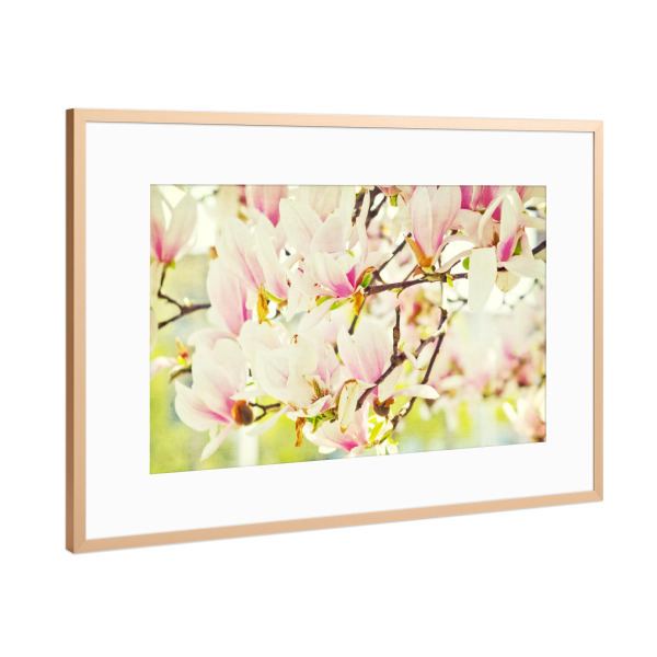 Poster mit Rahmen Kupfer "Magnolia Flowers" artboxONE - Natur,Floral - Magnolia flowers,Flowering tree,Spring,Springtime,Nature,Pastel colors
