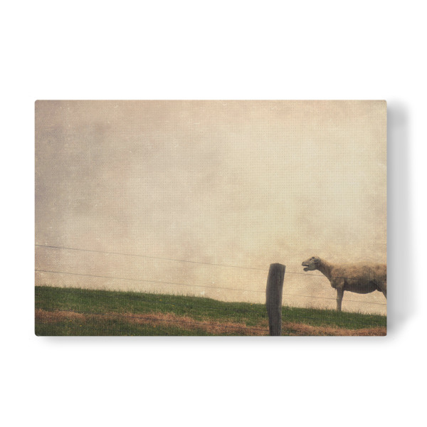 Leinwandbild "Schreihals" artboxONE - Tiere - Schaf,Wiese,Himmel,Frisisch herb,Friesland,Tierportrait,Fotokunst,Schleswig-holstein,Nutztiere