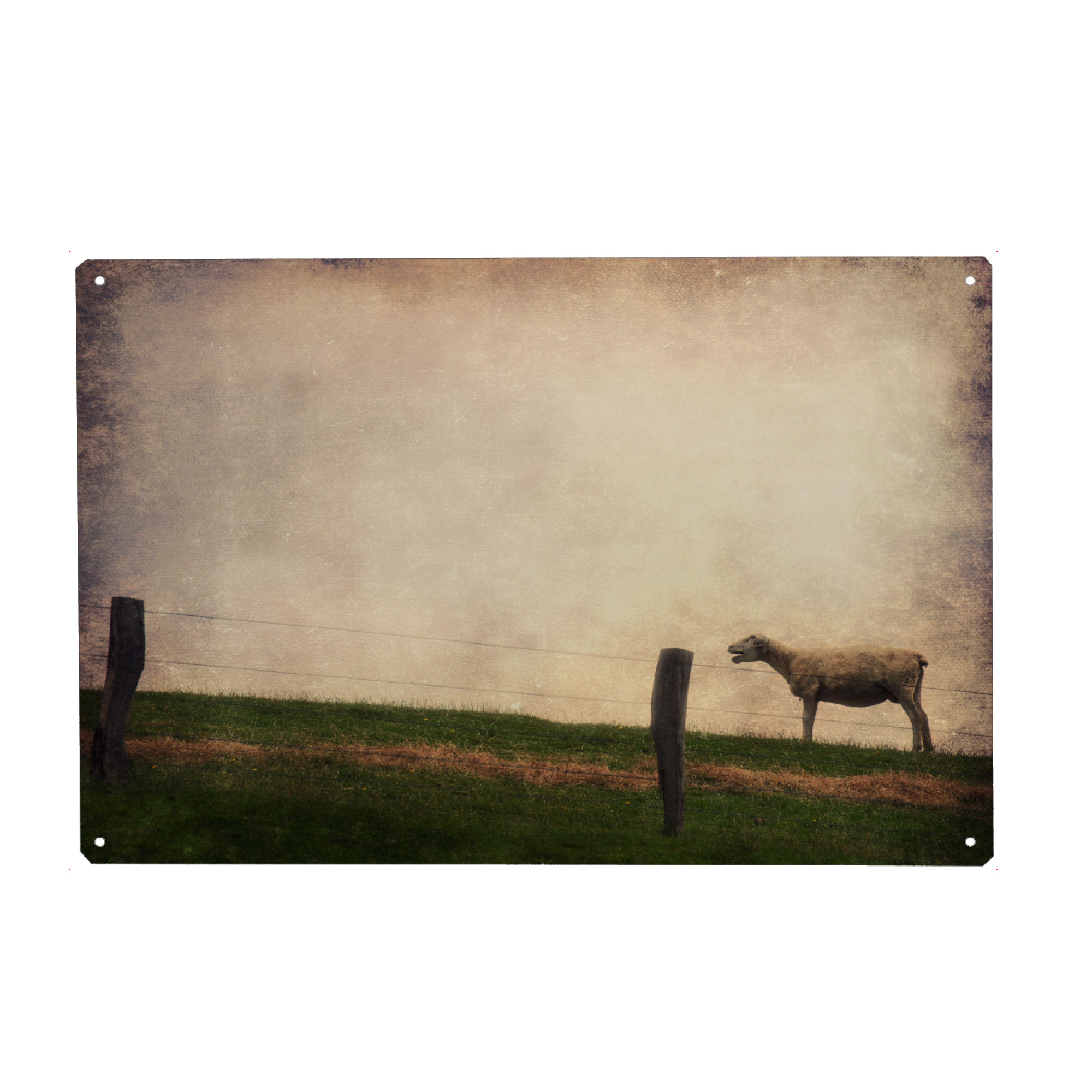 Metall Poster "Schreihals" artboxONE - Tiere - Schaf,Wiese,Himmel,Frisisch herb,Friesland,Tierportrait,Fotokunst,Schleswig-holstein,Nutztiere