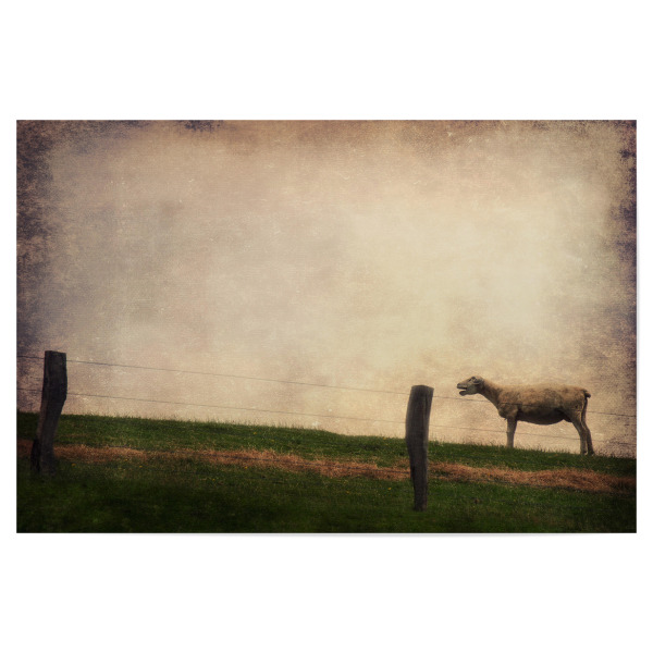 Poster "Schreihals" artboxONE - Tiere - Schaf,Wiese,Himmel,Frisisch herb,Friesland,Tierportrait,Fotokunst,Schleswig-holstein,Nutztiere