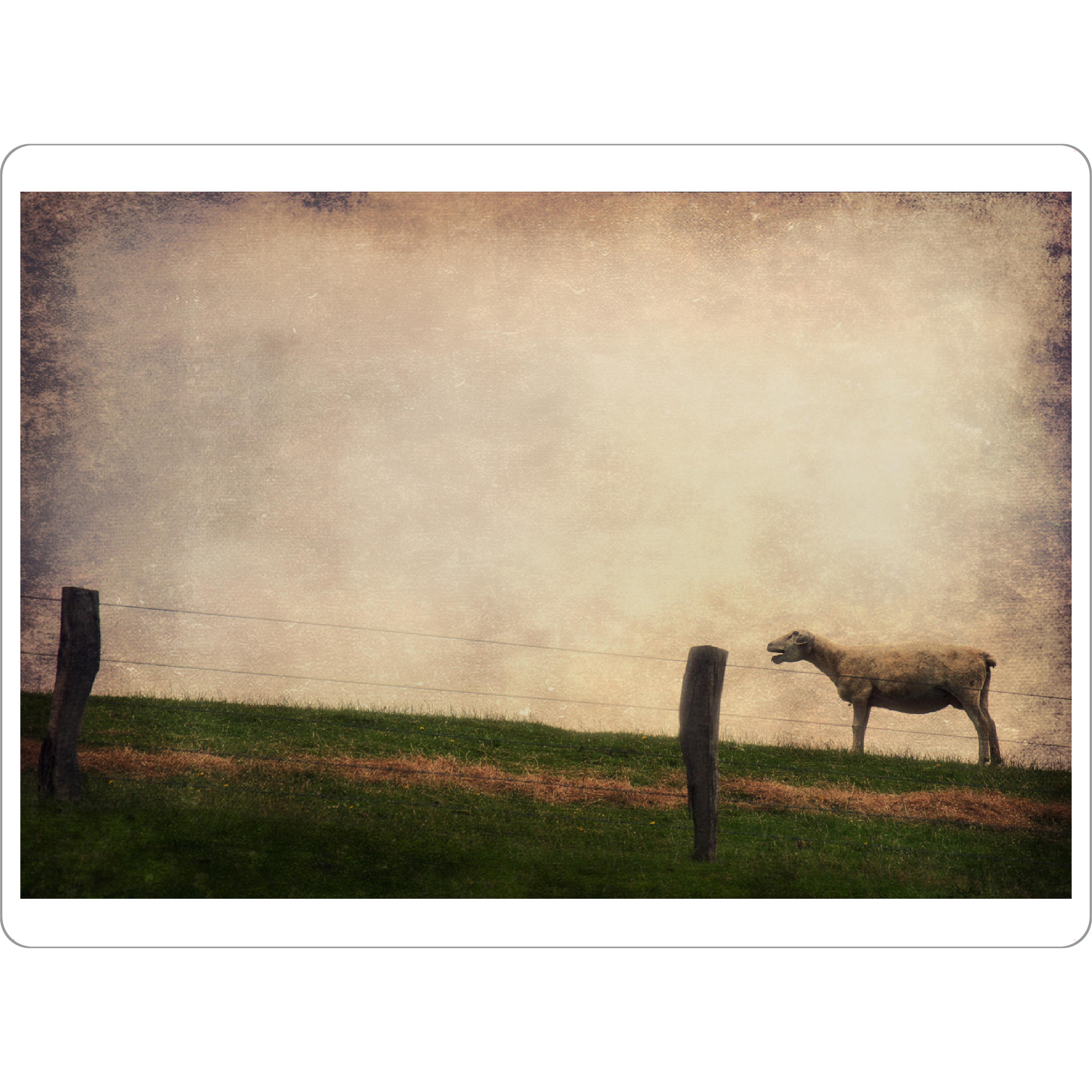 Tischset "Schreihals" artboxONE - Tiere - Schaf,Wiese,Himmel,Frisisch herb,Friesland,Tierportrait,Fotokunst,Schleswig-holstein,Nutztiere