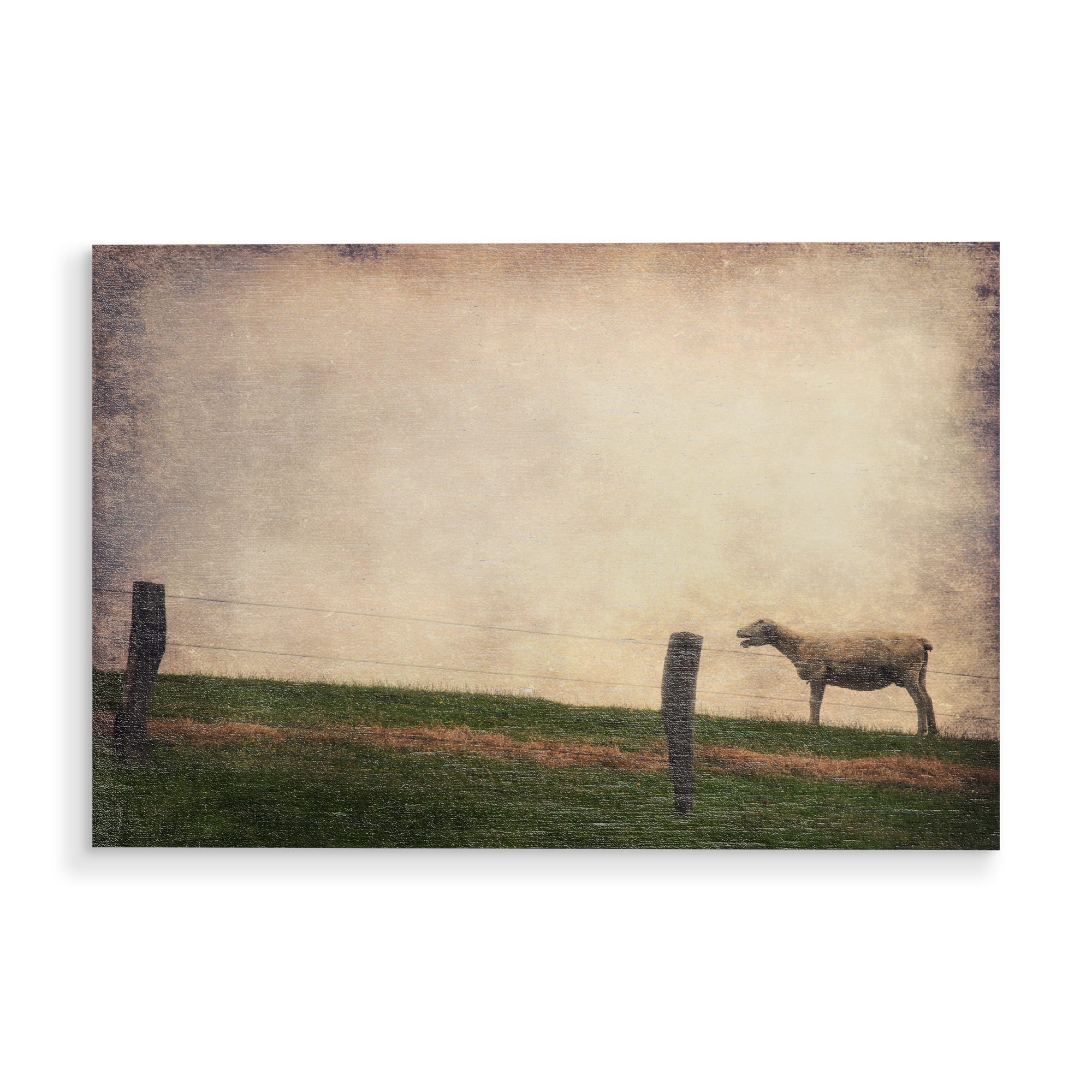 Holzbild "Schreihals" artboxONE - Tiere - Schaf,Wiese,Himmel,Frisisch herb,Friesland,Tierportrait,Fotokunst,Schleswig-holstein,Nutztiere