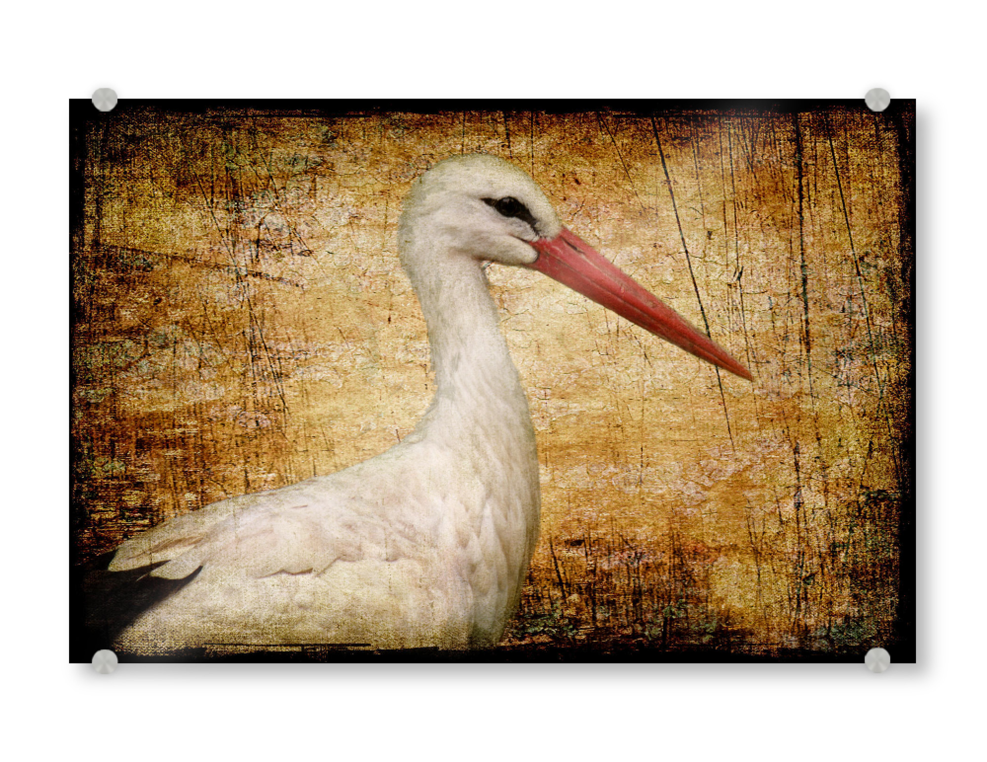 Acrylglasbild "Klapperstorch" artboxONE - Tiere - Vogel,Storchenmama,Kinderzimmer,Vogelportrait,Tierportrait,Klapperstorch,Vintage,Fotokunst