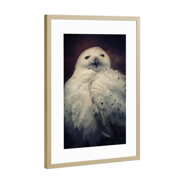 Poster mit Rahmen Gold "Hedwig" artboxONE - Natur,Tiere - Eule,Harry potter,Vogel,Nachtvogel,Schneeeule,Tierportrait,Vogelportrait,Digitale malerei