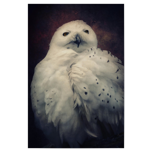 Poster "Hedwig" artboxONE - Natur,Tiere - Eule,Harry potter,Vogel,Nachtvogel,Schneeeule,Tierportrait,Vogelportrait,Digitale malerei