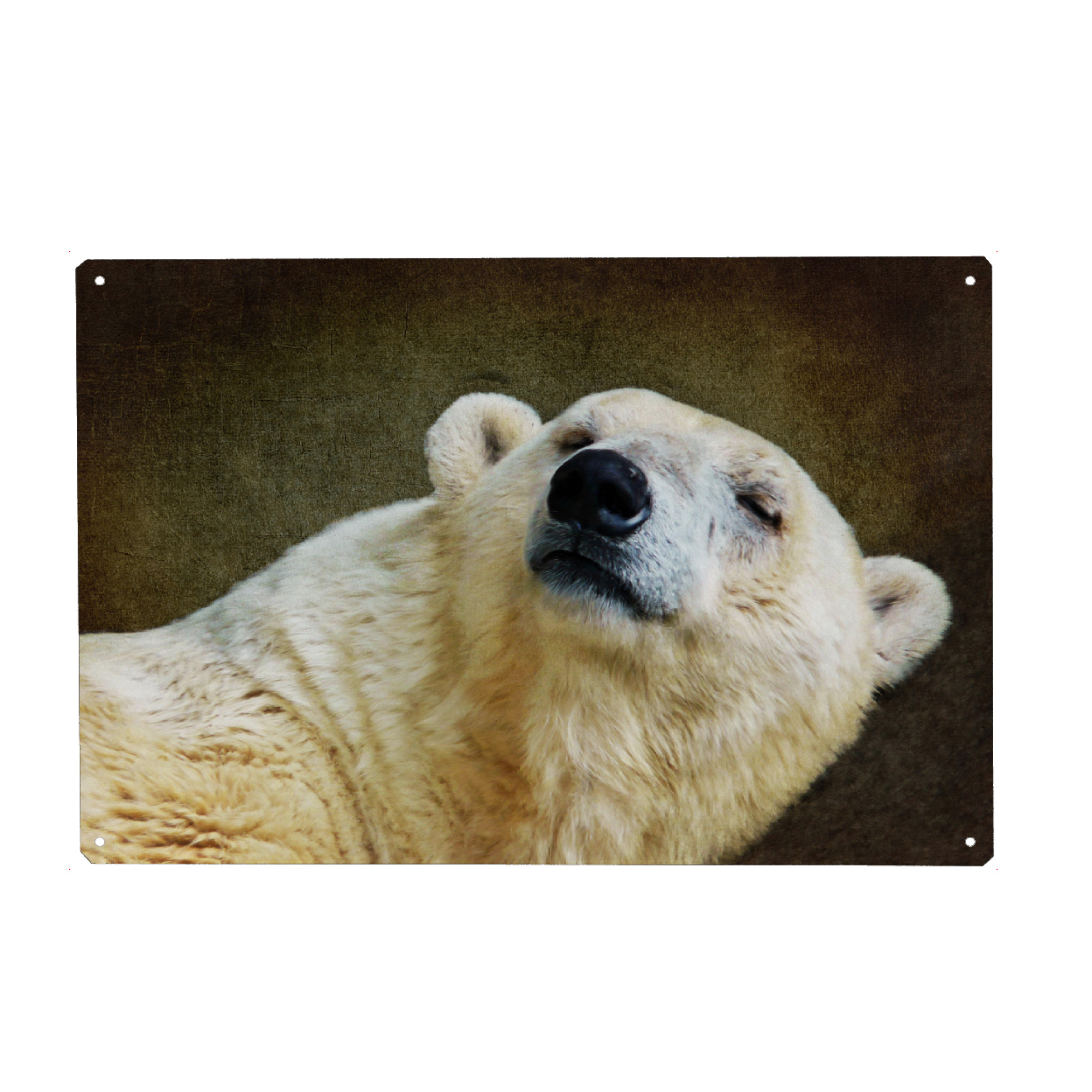 Metall Poster "Ice Ice Baby" artboxONE - Tiere