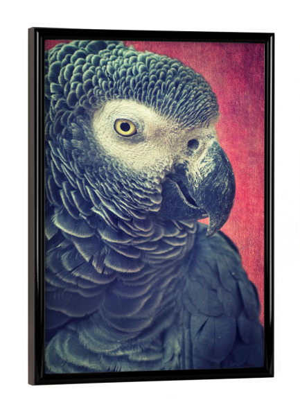 Poster mit schwarzem Rahmen "Dora will Keks" artboxONE - Tiere - Papagei,Vogel,Vogelkopf,Graupapagei,Vogelportrait,Tierportrait
