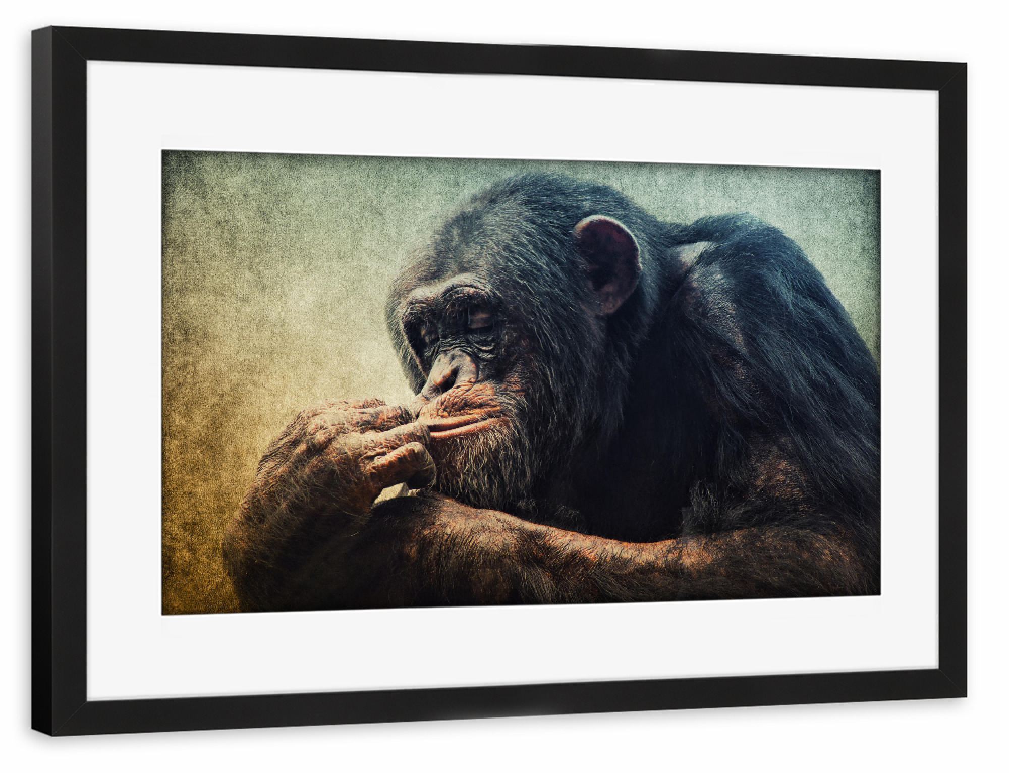 Poster mit Rahmen schwarz "Denker" artboxONE - Tiere - Affe,Schimpanse,Tierportrait,Affenportrait,Vintage,Säugetier,Afrika
