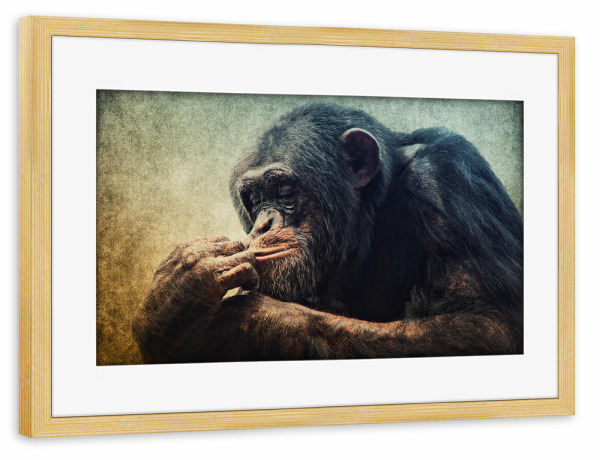 Poster mit Rahmen kiefer "Denker" artboxONE - Tiere - Affe,Schimpanse,Tierportrait,Affenportrait,Vintage,Säugetier,Afrika