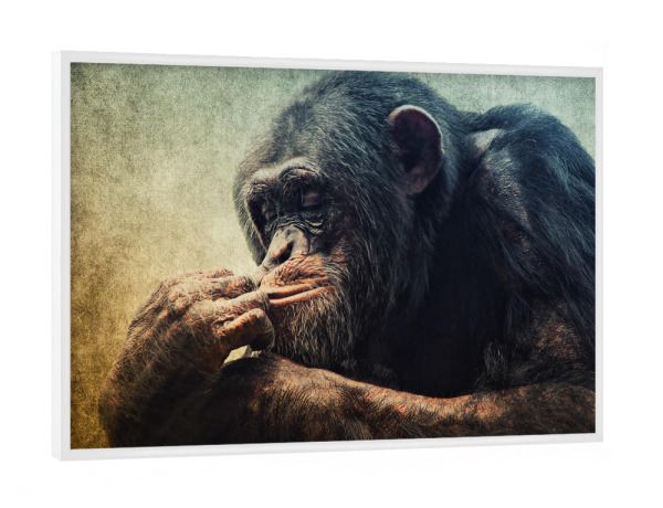 Poster mit weißem Rahmen "Denker" artboxONE - Tiere - Affe,Schimpanse,Tierportrait,Affenportrait,Vintage,Säugetier,Afrika
