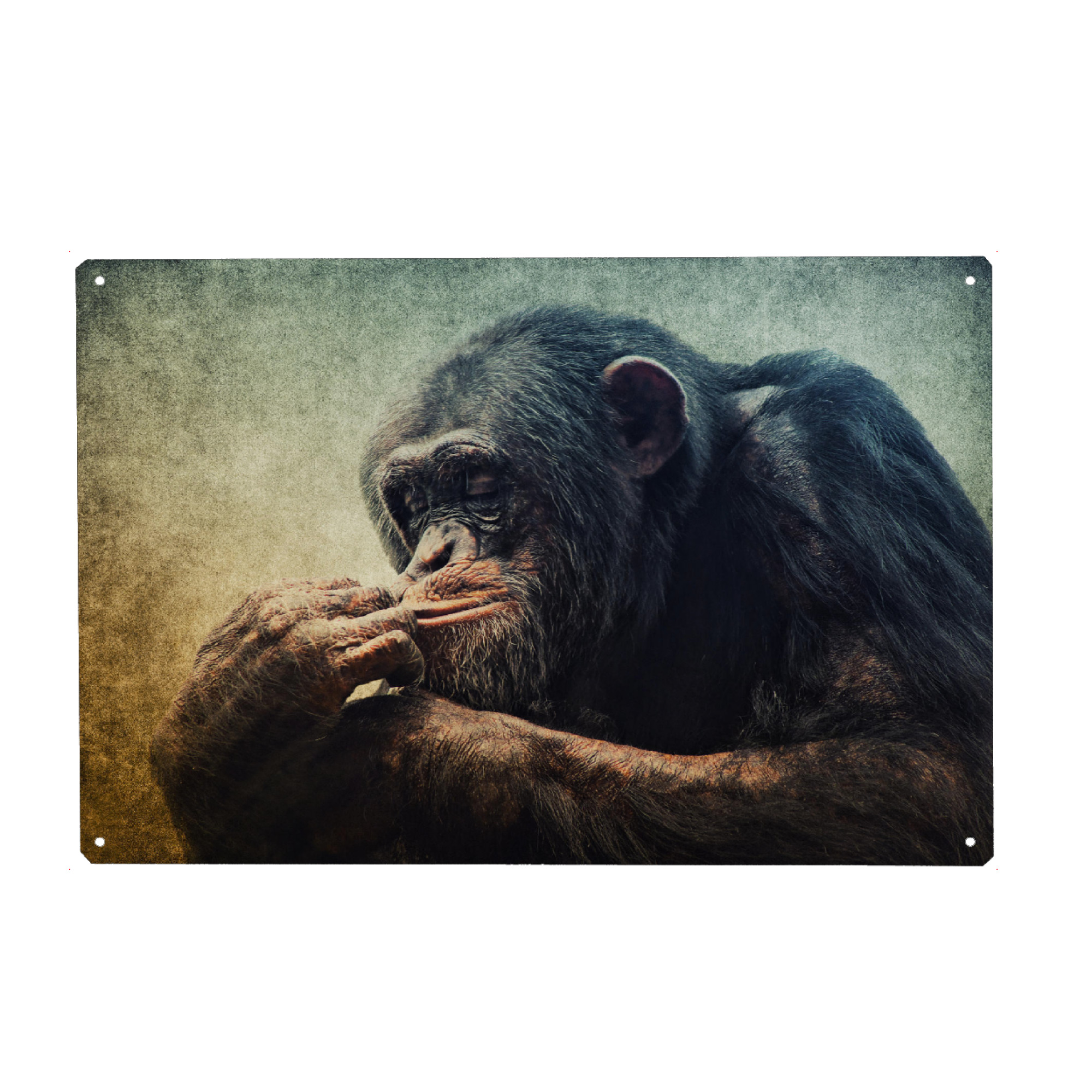 Metall Poster "Denker" artboxONE - Tiere - Affe,Schimpanse,Tierportrait,Affenportrait,Vintage,Säugetier,Afrika - Blechschild