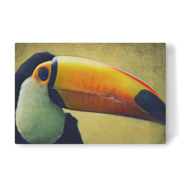 Leinwandbild "Tucan" artboxONE - Tiere - Tucan,Afrika,Dschungel,Vogel,Vogelportrait,Tierportrait,Vintage,Fotokunst,Großer vogel