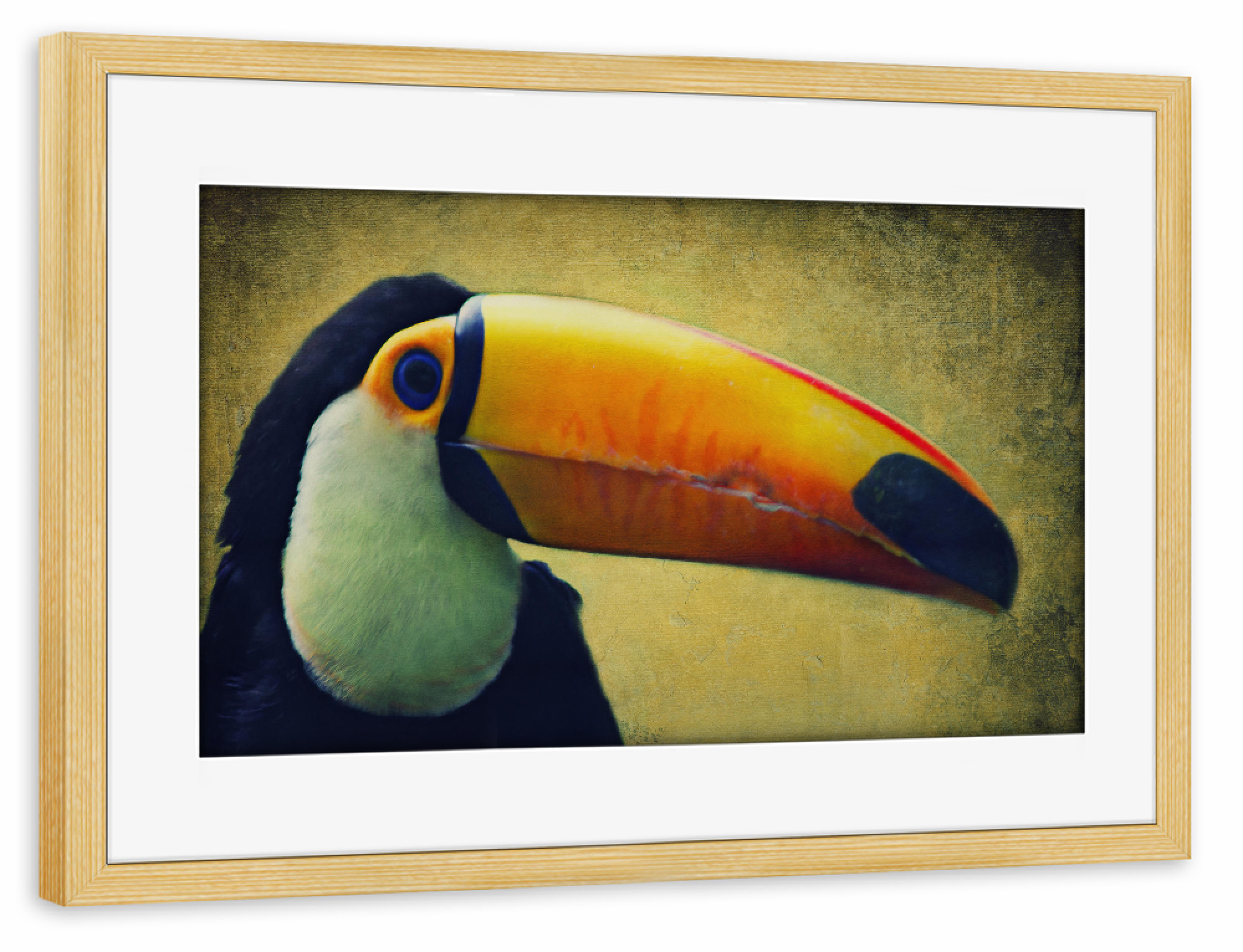 Poster mit Rahmen kiefer "Tucan" artboxONE - Tiere - Tucan,Afrika,Dschungel,Vogel,Vogelportrait,Tierportrait,Vintage,Fotokunst,Großer vogel