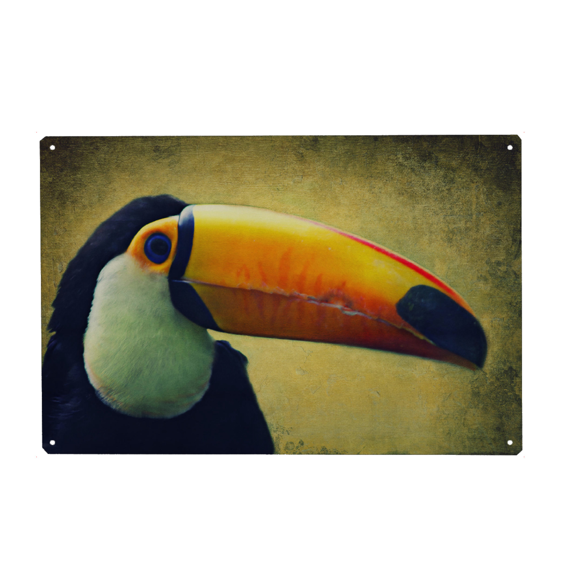 Metall Poster "Tucan" artboxONE - Tiere - Tucan,Afrika,Dschungel,Vogel,Vogelportrait,Tierportrait,Vintage,Fotokunst,Großer vogel - Blechschild