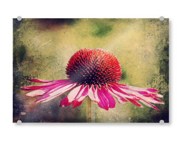 Acrylglasbild "Magentilie" artboxONE - Natur,Floral,Für Mama - Blume,Blüten,Purpur sonnenhut,Sonnenhut,Einzelne blume,Vintage,Natur,Pflanze