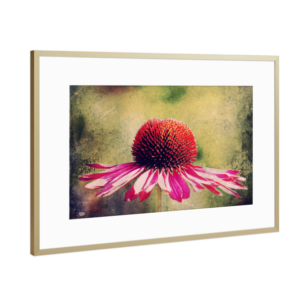 Poster mit Rahmen Gold "Magentilie" artboxONE - Natur,Floral,Für Mama - Blume,Blüten,Purpur sonnenhut,Sonnenhut,Einzelne blume,Vintage,Natur,Pflanze