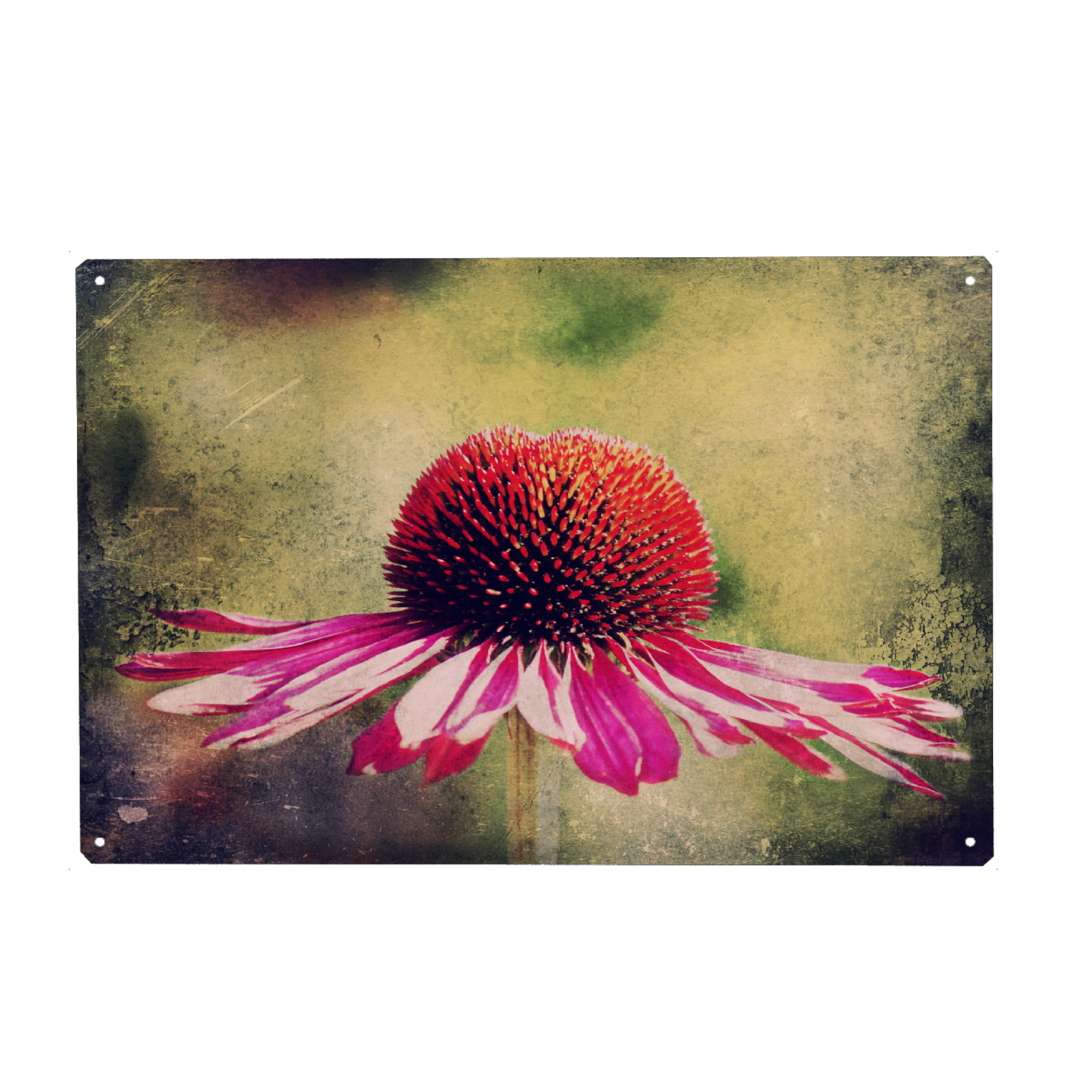 Metall Poster "Magentilie" artboxONE - Natur,Floral,Für Mama - Blume,Blüten,Purpur sonnenhut,Sonnenhut,Einzelne blume,Vintage,Natur,Pflanze